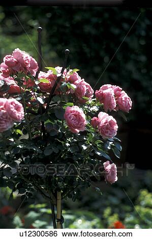Stock Photograph - cow, Bernhard, blossom, blooms, bloom, abloom. Fotosearch
