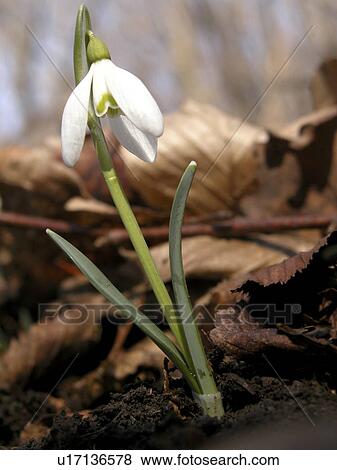 Stock Photo - day, alfred, blossom, bloom, Austria, abloom. Fotosearch
