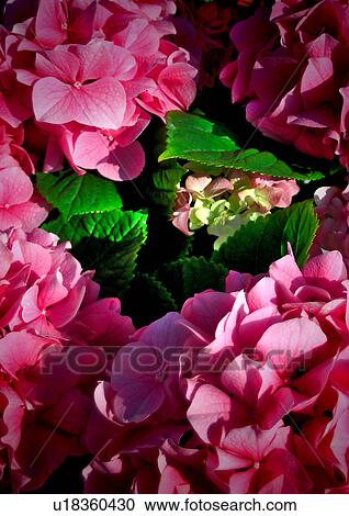 Stock Image - day, bloom, close-up, CLOSE, blossom, flower, abloom. Fotosearch