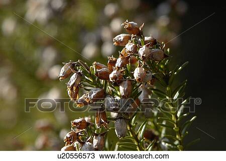 Stock Image - felder, wiesen, bells, berne, blooms, botany, colored. Fotosearch