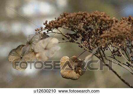 Stock Image - felder, wiesen, berne, blooms, blumenrfarben, botany, colored. Fotosearch
