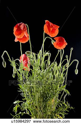 Stock Photo - Flora, Freigestellte, Freisteller, blooming, papaver rhoeas, Wiesenblume, bloomer. Fotosearch