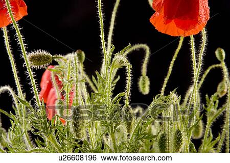 Stock Photograph - Flora, Freigestellte, Freisteller, blooming, papaver rhoeas, Wiesenblume, bloomer. Fotosearch