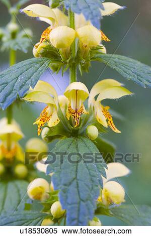 flourish, detail, Detailaufnahme, details, flora, Goldnesseln, Golnessel View Large Photo Image Stock Photography - flourish, detail, Detailaufnahme, details, flora, Goldnesseln, Golnessel. Fotosearch