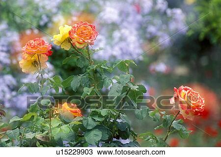 flower, bathe, flora, dainty, calf, germany, affection View Large Photo Image Stock Image - flower, bathe, flora, dainty, calf, germany, affection. Fotosearch