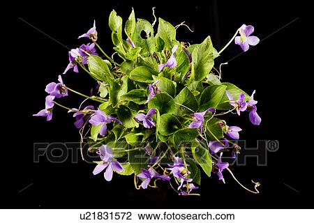 freigestellt, veilchen, alfred, bloom, bloomer, blooming View Large Photo Image Stock Image - freigestellt, veilchen, alfred, bloom, bloomer, blooming. Fotosearch