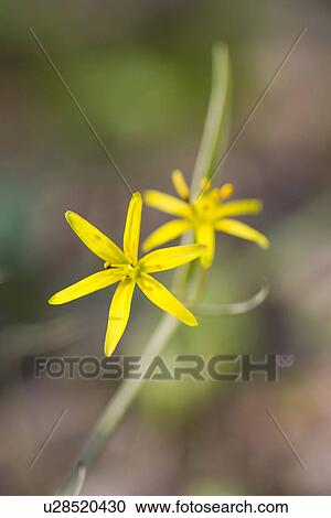 Stock Image - fruehlingserwachen, alfred, bloom, bloomer, blooming, blooms. Fotosearch