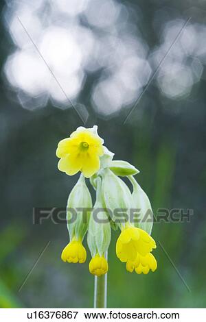 Stock Photo - fruehlingserwachen, alfred, bloom, bloomer, blooming, blooms. Fotosearch