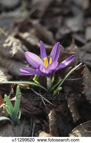 fruehlingserwachen, arno, bahrendorf, bloom, crocus, flower, germany View Large Photo Image Stock Image - fruehlingserwachen, arno, bahrendorf, bloom, crocus, flower, germany. Fotosearch