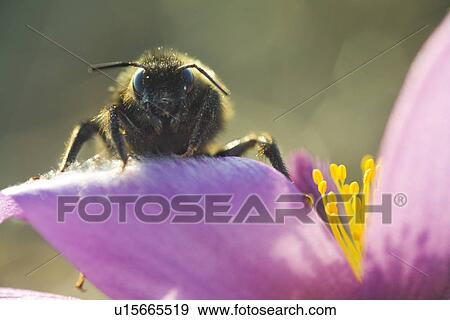 fruehlingserwachen, weide, wiesen, alfred, bee, bees View Large Photo Image Stock Photo - fruehlingserwachen, weide, wiesen, alfred, bee, bees. Fotosearch