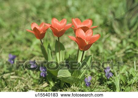 Stock Image - gartenpflanze, wiesen, weide, alfred, bloom, bloomer. Fotosearch