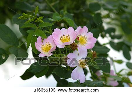 Stock Image - röslein, rosenbüsche, Rosenbusch, rosenhecke, Rosenkaefer, wild rose, rosenhecken. Fotosearch