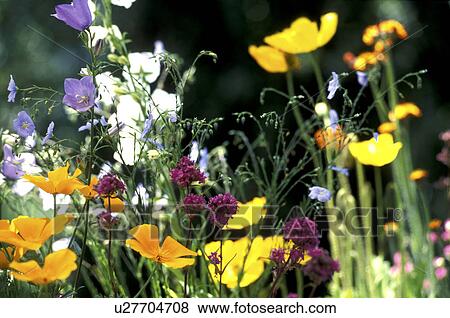 Stock Photo - wiesen, abloom, aurantiacum, Bell, bellflower, bellflowers. Fotosearch