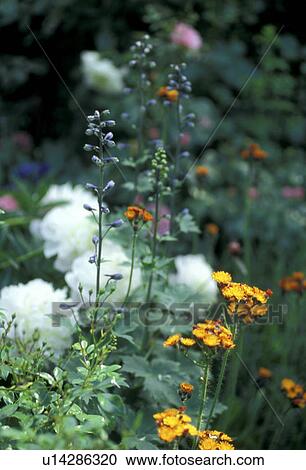 Stock Image - wiesen, abloom, aurantiacum, Bernhard, bloom, blooms. Fotosearch