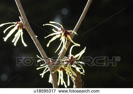 Stock Photo - wiesen, felder, berne, blooms, botany, bright, colored. Fotosearch