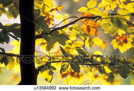Autumn tree View Large Photo Image Stock Image - Autumn tree. Fotosearch