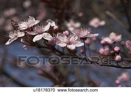 Stock Image - bloom, blossom, blue, branch, germany, Holstein. Fotosearch