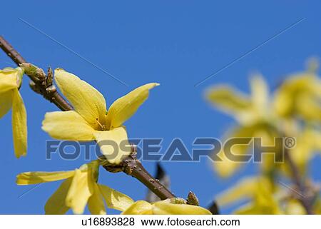 Stock Photo - blooms, forsythie, spring, yellow, goldgloeckchen, lightyellow, nature. Fotosearch