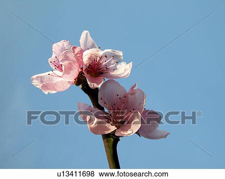 Stock Photo - blue, alfred, blossom, bloom, Austria, abloom. Fotosearch