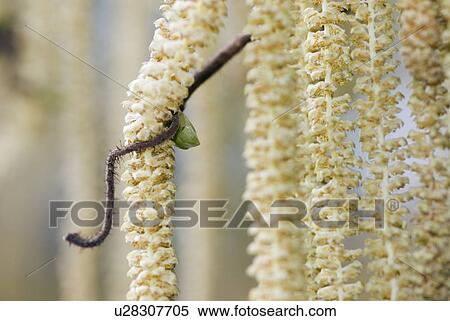 Stock Photography - bluetenpollen, alergie, austria, avellana, blooms, botany. Fotosearch