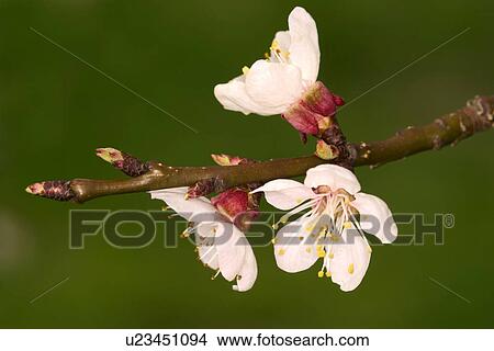 Picture - bough, apfelbluete, blossom, apple tree, apple, alfred. Fotosearch