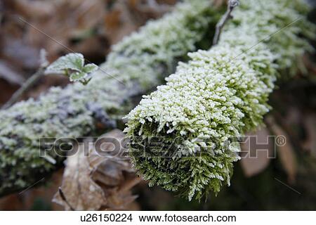 branch, branches, cold, forest, frost, frozen, germany View Large Photo Image Picture - branch, branches, cold, forest, frost, frozen, germany. Fotosearch