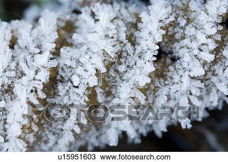 Stock Image - brown, background, botany, botanical, backgrounds, alfred. Fotosearch