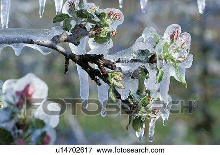 Stock Photo - climatic change, bloom, branch, bough, blossom, climatic heating, abloom. Fotosearch