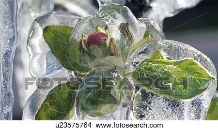 CLOSE, bloom, climatic heating, climatic change, blossom, close-up, abloom View Large Photo Image Picture - CLOSE, bloom, climatic heating, climatic change, blossom, close-up, abloom. Fotosearch