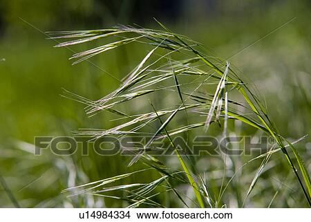 Close-up of a field View Large Photo Image Picture - Close-up of a field. Fotosearch