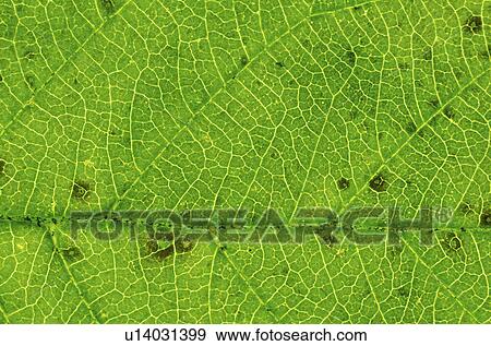 Stock Photo - Close-up of leaf. Fotosearch