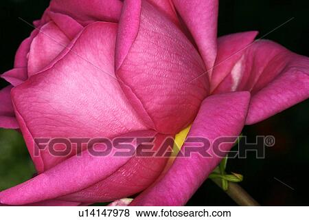 Close-up of pink rose View Large Photo Image Stock Photo - Close-up of pink rose. Fotosearch