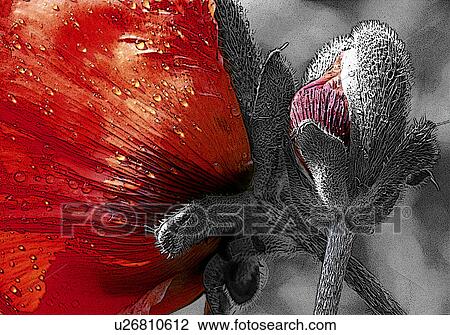 Close-up of red poppy View Large Photo Image Stock Image - Close-up of red poppy. Fotosearch