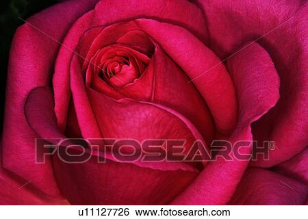 Close-up of rose View Large Photo Image Stock Photograph - Close-up of rose. Fotosearch