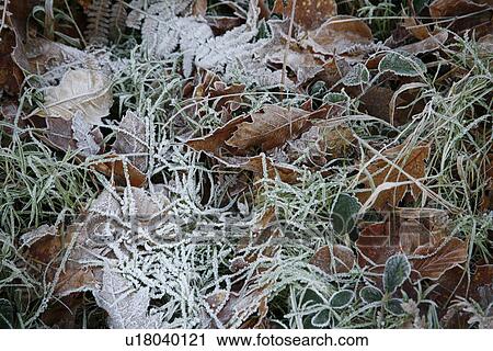 Stock Image - cold, duff, forest, frost, frozen, gefrorenes, germany. Fotosearch