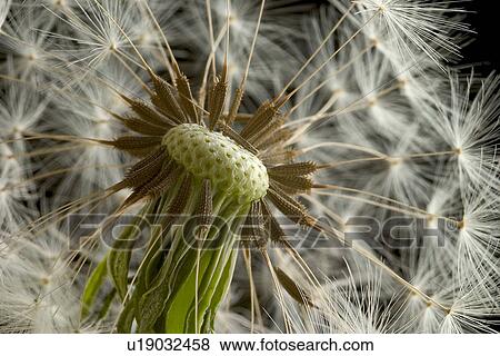 Stock Photo - dandelion, black, close-up, CLOSE, blowball, alfred. Fotosearch