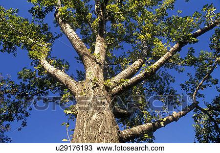 Stock Image - deciduous tree, autumn, crown, calf, branch, force, austria. Fotosearch