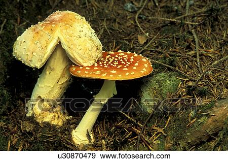 Stock Photo - erde, agaric, amanita, brown. Fotosearch