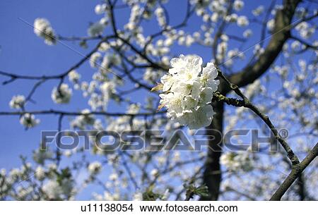 Picture - Flowering apple tree. Fotosearch