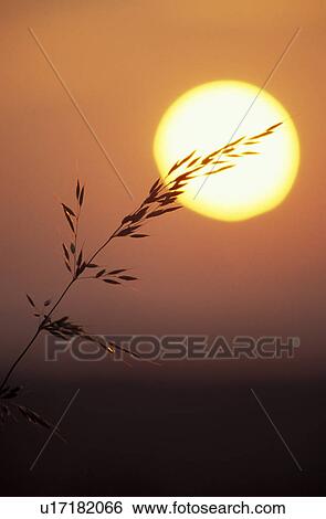 Stock Photograph - Flowering grass. Fotosearch