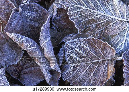 Frost on purple leaves View Large Photo Image Stock Photograph - Frost on purple leaves. Fotosearch