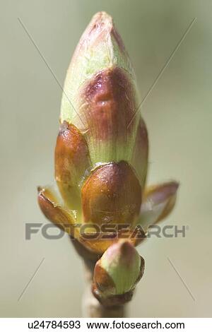 Stock Image - fruehlingserwachen, alfred, blooming, bud, buds, close-up. Fotosearch