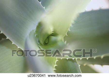 germany, aloevera, fresh, cosmetic, beauty, green, aloe View Large Photo Image Stock Image - germany, aloevera, fresh, cosmetic, beauty, green, aloe. Fotosearch