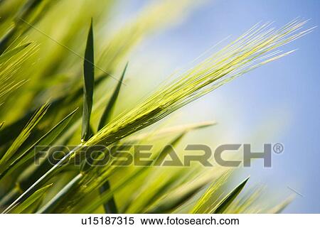 Grain field View Large Photo Image Stock Photography - Grain field. Fotosearch