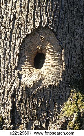 Stock Photo - Hole in tree trunk. Fotosearch