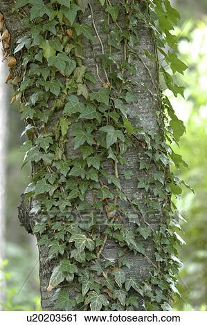 Stock Image - Ivy vines on tree trunk. Fotosearch