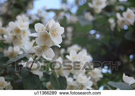 jasminium, plant, blossom, blossoming, fragrance, fragrant, botany View Large Photo Image Stock Photo - jasminium, plant, blossom, blossoming, fragrance, fragrant, botany. Fotosearch