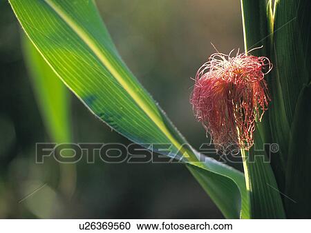 Stock Image - kukuruz, agriculture, austria, back light, beard, burgenland, calf. Fotosearch