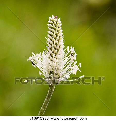 Stock Photo - lanceolata, botany, herbs, herb, flora, alfred. Fotosearch