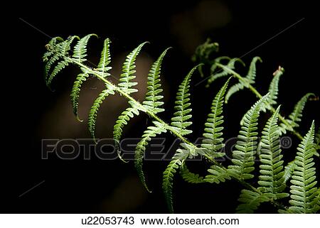 Stock Image - leaf, detail, one, fern, gern, brake, fern whisks. Fotosearch